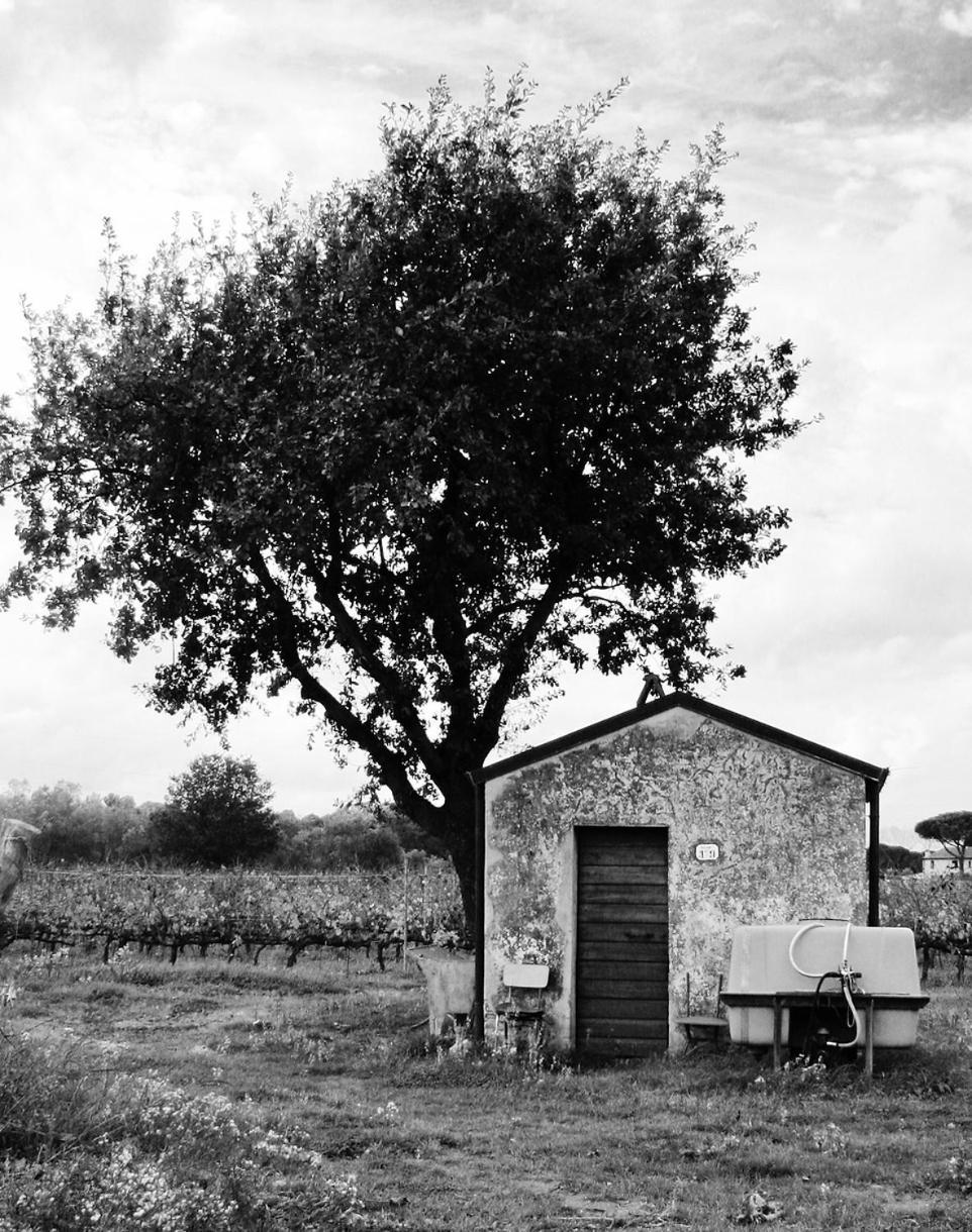 La Cipriana Villa Castagneto Carducci Kültér fotó